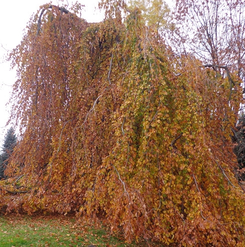 buk pendula - oryginalne drzewo o pzebarwiających się liściach